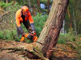 Best Arborist Consultation Services  in Vero Beach, FL